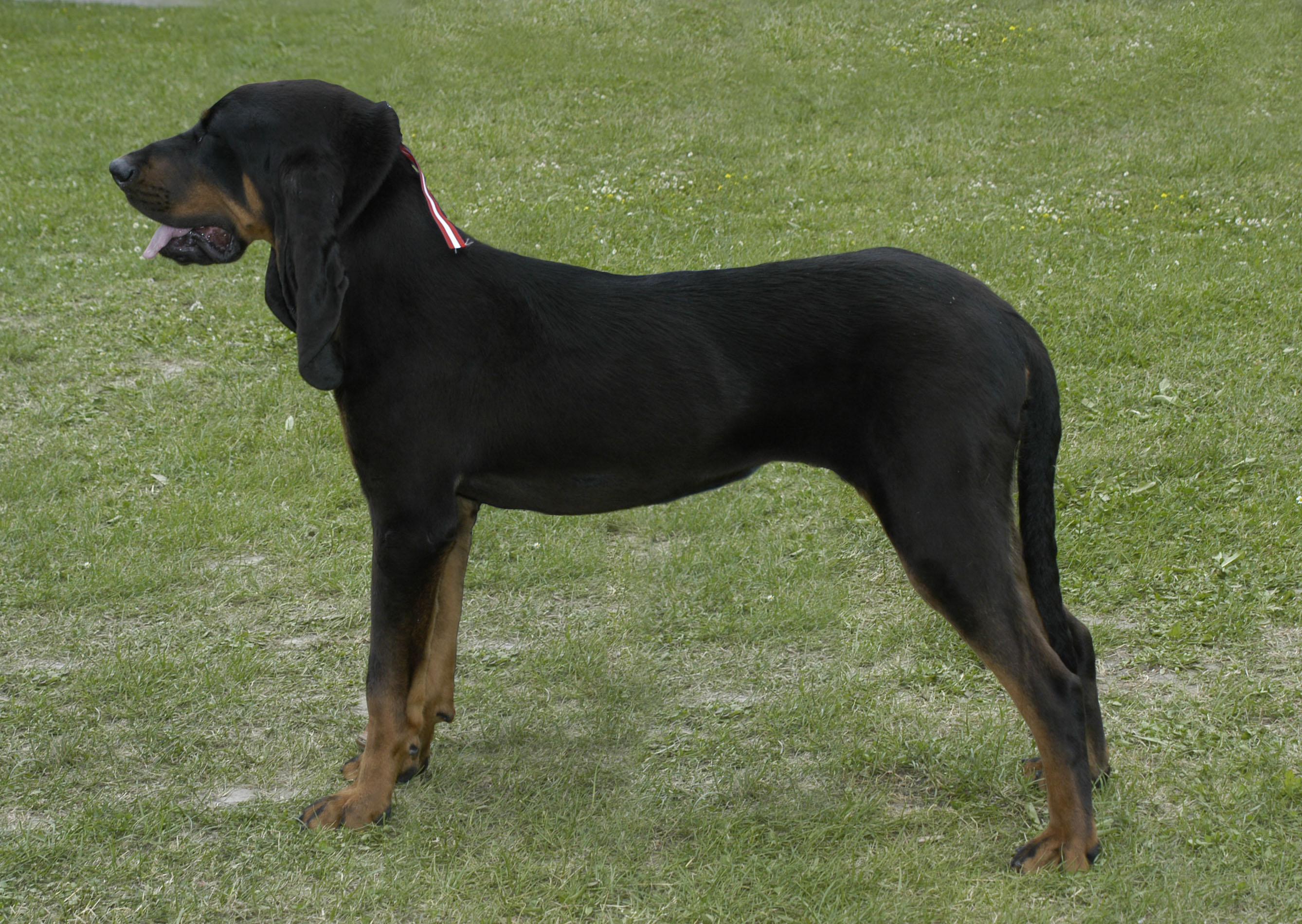 Black and tan hound hot sale dog